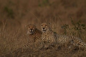 From Nairobi: Day Tour to Maasai Mara