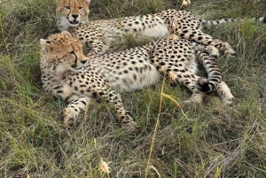 Viagem de 1 dia a Maasai Mara com serviço de busca em Nairóbi
