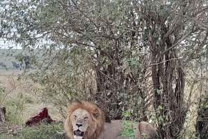 Viagem de 1 dia a Maasai Mara com serviço de busca em Nairóbi