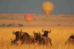 Maasai Mara: Luftballongsafari med frokost