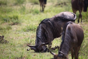 Maasai Mara: Three days, Wildebeest migration, 4*4 Jeep