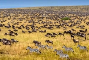 Maasai Mara: 4-daagse safari op wildebeestmigratie