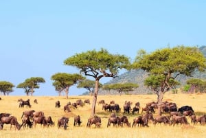Maasai Mara: 4-daagse safari op wildebeestmigratie