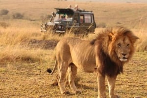 Maasai Mara: 4-daagse safari op wildebeestmigratie