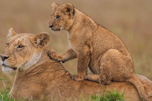 Maasai Mara: 4-daagse safari op wildebeestmigratie