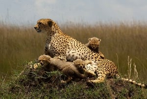 Maasai Mara: 4-daagse safari op wildebeestmigratie