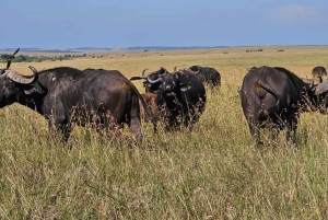 Malindi: 2-Day Tsavo East National Park Safari with Pickup