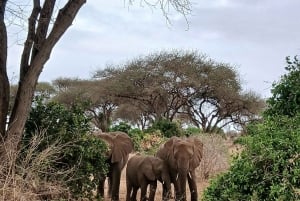 Malindi: 2-Day Tsavo East National Park Safari with Pickup