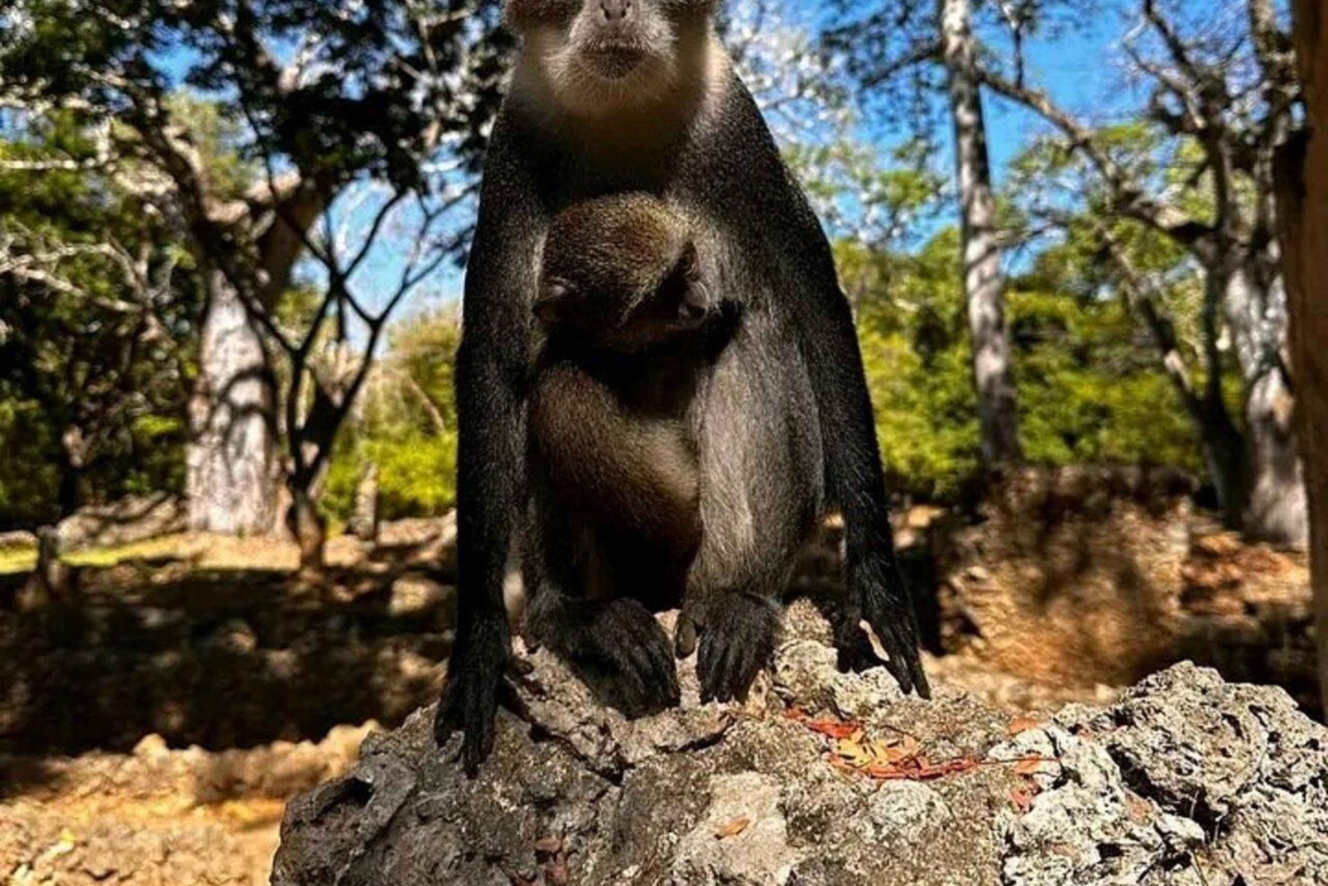 Malindi: Gedi Ruins and Arabuko Sokoke Forest Tour