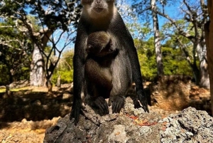 Malindi: Gedi Ruins and Arabuko Sokoke Forest Tour