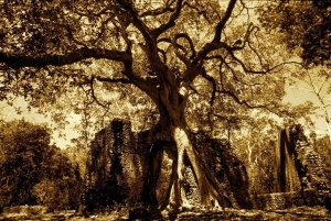 Malindi: Gedi Ruins and Arabuko Sokoke Forest Tour