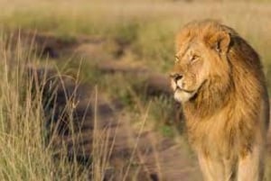 Masai Mara: 2 Day Private Safari In a 4x4 Land Cruiser