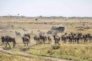 Masai Mara: 2 Day Private Safari In a 4x4 Land Cruiser