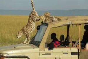 Masai Mara: 2 Day Private Safari In a 4x4 Land Cruiser