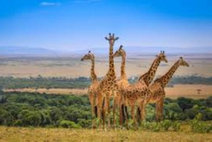 Masai Mara: 2 Day Private Safari In a 4x4 Land Cruiser