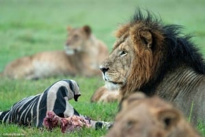 Masai Mara: 2 Day Private Safari In a 4x4 Land Cruiser