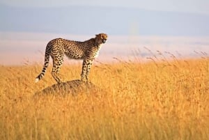 Masai Mara 2 päivän safari Nairobista käsin