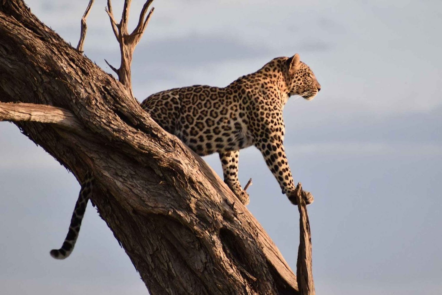 Masai Mara: 2 dage og 1 nat privat safari fra Nairobi