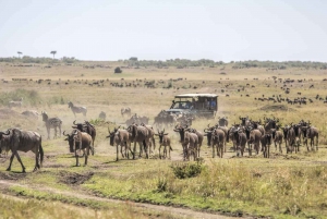 Masai Mara: 2 giorni e 1 notte di safari privato da Nairobi