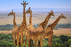 Masai Mara: Safari privado de 2 días y 1 noche desde Nairobi