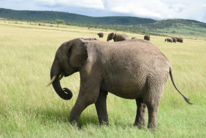 Masai Mara: 2 dager og 1 natt privat safari fra Nairobi