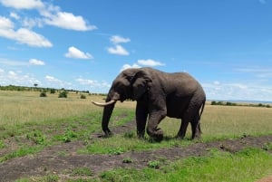 From Nairobi to Masai Mara:2-Days 1-Night Private 4WD Safari