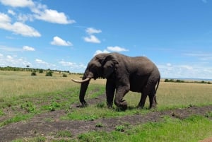 Masai Mara : 2 jours et 1 nuit de safari privé au départ de Nairobi