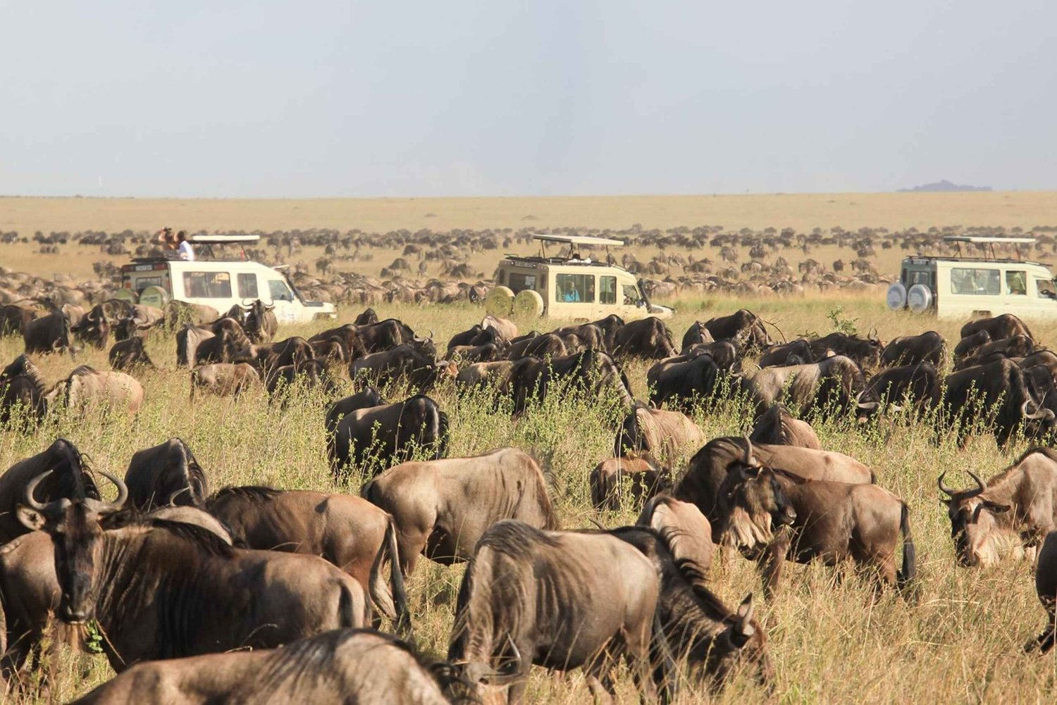 Masai Mara: 3 dias 2 noites Safari privado num jipe 4X4