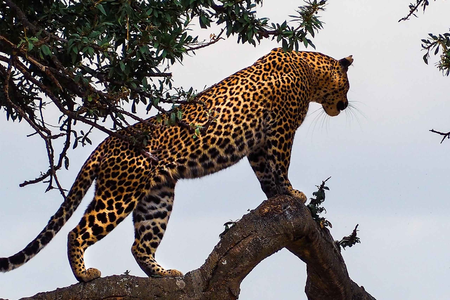 Masai Mara: 3 dager og 2 netter privat safari i 4X4-jeep