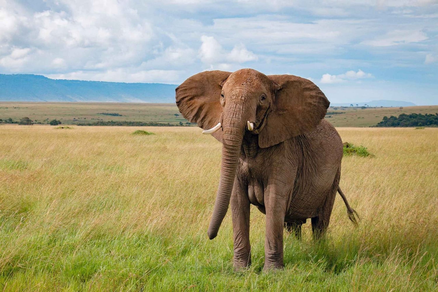 Masai Mara: 3 dager og 2 netter privat safari i 4X4-jeep