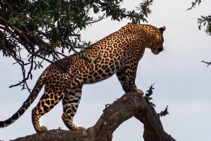 Masai Mara: 3 Days 2 nights Private Safari in a 4X4 Jeep