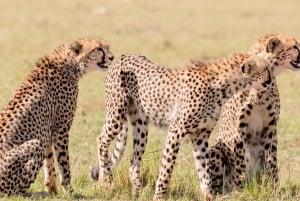 Masai Mara: 3 Days 2 nights Private Safari in a 4X4 Jeep