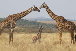 Masai Mara: 3 Days 2 nights Private Safari in a 4X4 Jeep