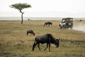 Masai Mara: 3 Days 2 nights Private Safari in a 4X4 Jeep