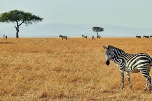 Masai Mara: 3 dager og 2 netter privat safari i 4X4-jeep