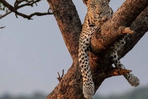 MASAI MARA: 3 DAYS MASAI MARA BUDGET GROUP JOINING SAFARI