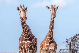 MASAI MARA: 3 DAYS MASAI MARA BUDGET GROUP JOINING SAFARI