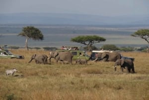 Masai Mara 3D-päivien liittyminen Safari Sopa Luxury Lodge jeeppi