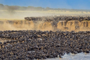 Masai Mara: 4-day safari for the great wildebeest migration