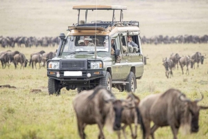 Masai Mara: 4-day safari for the great wildebeest migration