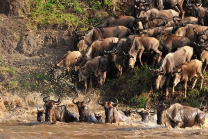 Masai Mara: 4-day safari for the great wildebeest migration