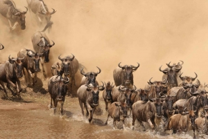 Masai Mara: 4-day safari for the great wildebeest migration