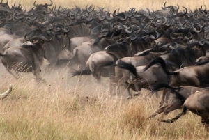 Masai Mara: 4-day safari for the great wildebeest migration