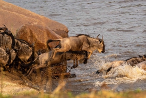 Masai Mara: 4-day safari for the great wildebeest migration