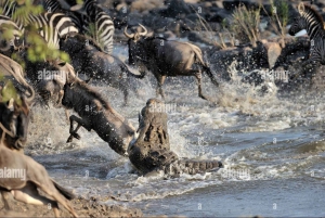 Masai Mara: 4-day safari for the great wildebeest migration