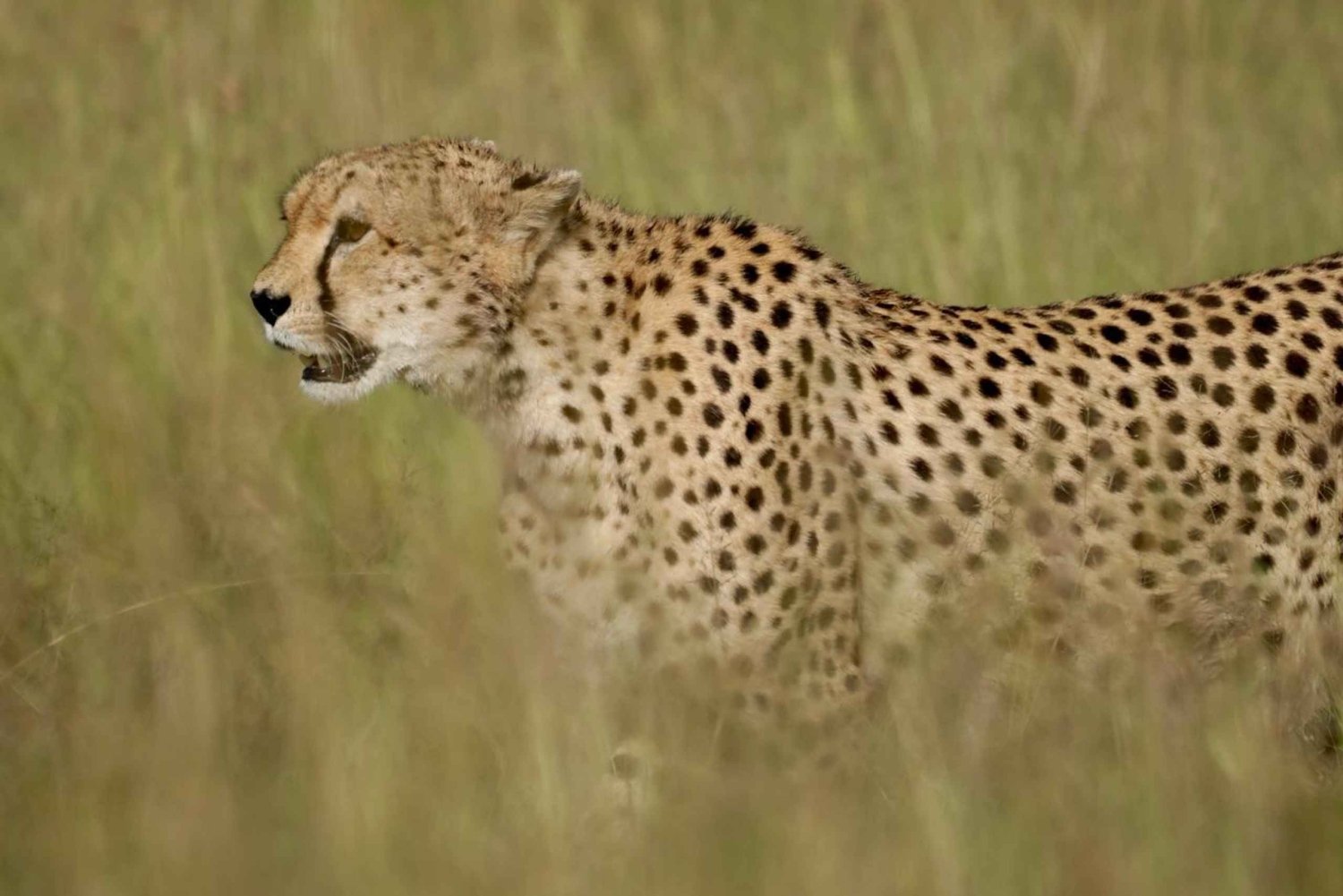 Masai Mara, Amboseli, Nakuru ja Naivasha-järvet 7 päivän safari
