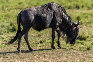 Masai Mara, Amboseli, Nakuru i jeziora Naivasha – 7-dniowe safari