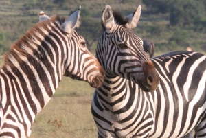 Masai Mara, Amboseli, Nakuru i jeziora Naivasha – 7-dniowe safari