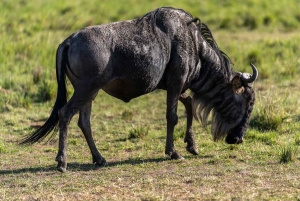 Masai Mara, Amboseli, Nakuru, & Naivasha Lakes 7-Day Safari