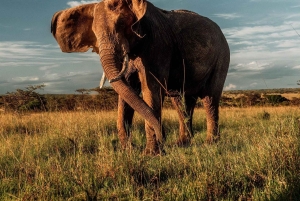 Masai Mara, Amboseli, Nakuru, & Naivasha Lakes 7-Day Safari